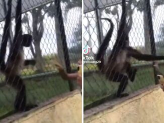 Monkey Grabs Girl by The Hair After She Kept Swatting at It!